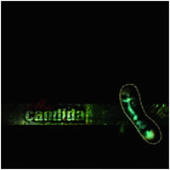 Candida - Meta